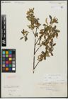 Foto von Salix alba L.